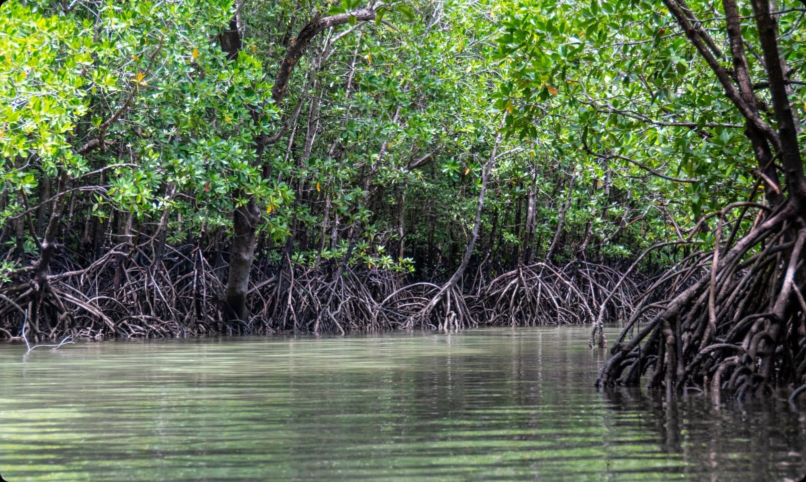 Blue Carbon Marketplace